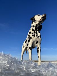 Dog standing on snow