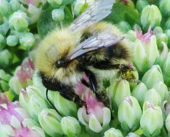 Close-up of insect on flower