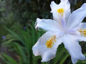 Close-up of flower blooming outdoors