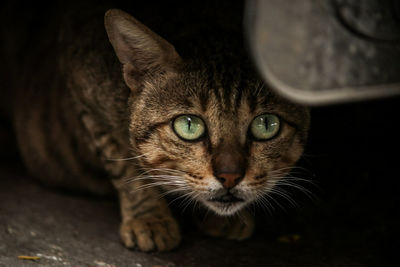 Close-up portrait of tabby cat