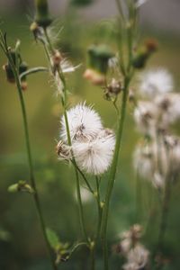 Close-up of white dandelion flower