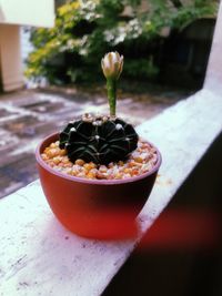 Close-up of potted plant on table