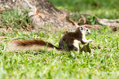 Close-up of squirrel on grass