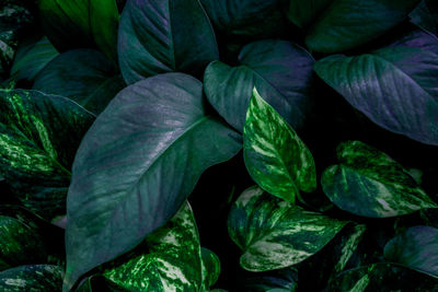 Full frame shot of fresh green leaves