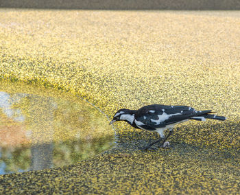 High angle view of bird on road