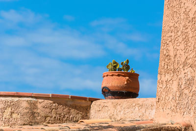 Low angle view of potted plant against sky