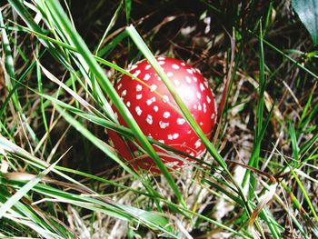 Close-up of fly agaric mushroom