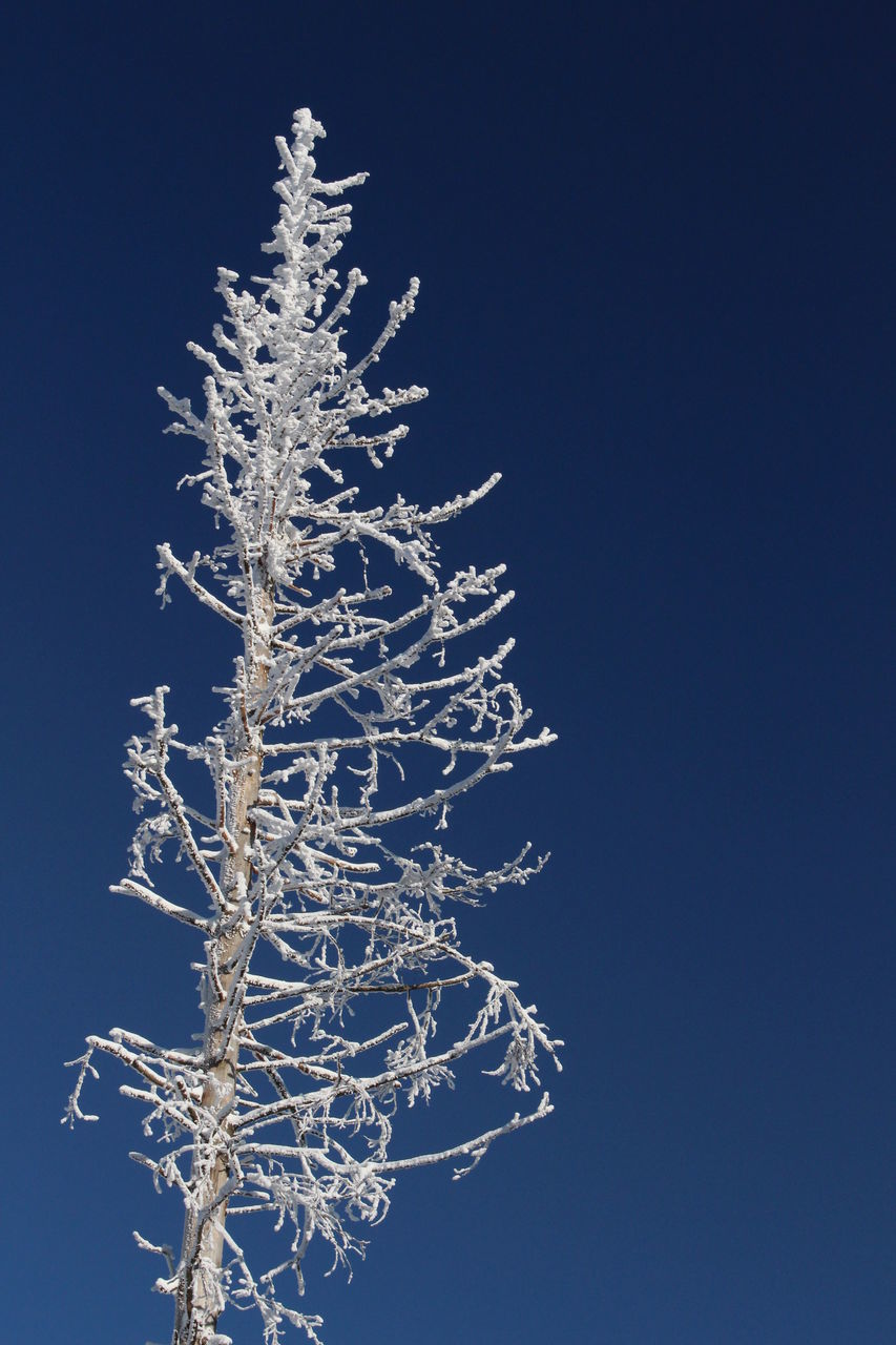 LOW ANGLE VIEW OF FROZEN TREE AGAINST SKY