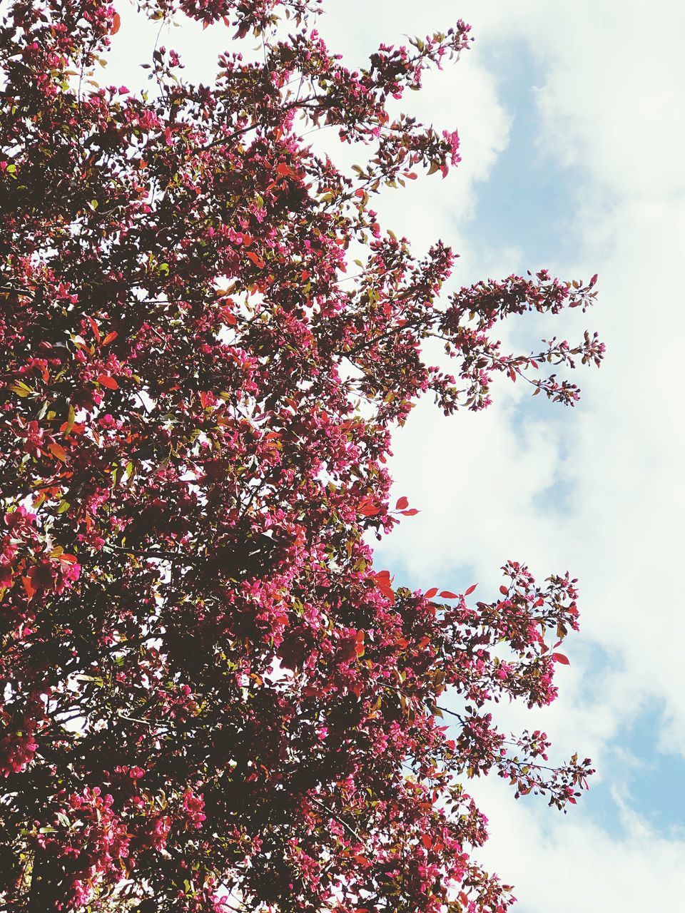 LOW ANGLE VIEW OF FLOWERING TREE AGAINST SKY