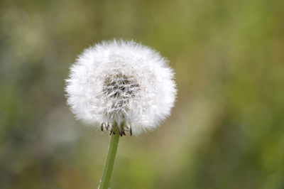 Close-up of dandelion flower