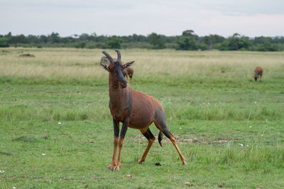 Topi antelope  standing on field