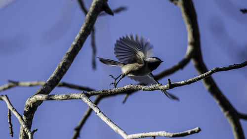 Low angle view of bird perching on tree