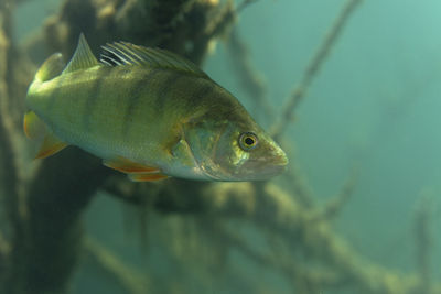 Underwater photo of perca fluviatilis, commonly known as the common perch in soderica lake, croatia