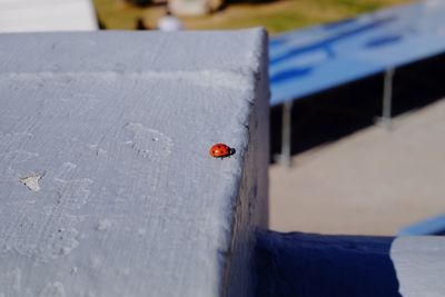 High angle view of ladybug on steps