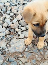 Close-up of puppy