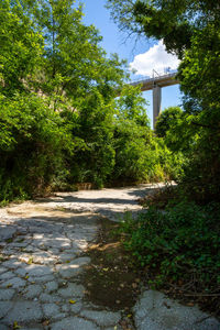 Road amidst trees against sky