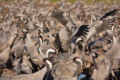 Flock of birds