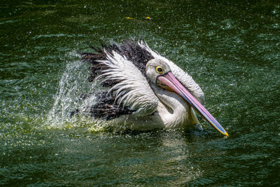 High angle view of bird in lake