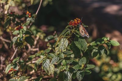 Close-up of insect on plant