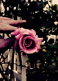 Close-up of pink rose