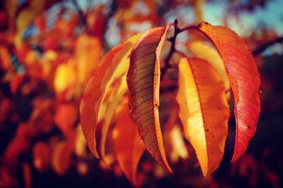 Close-up of orange flowering plant leaves during autumn