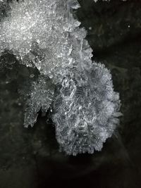 Close-up of frozen plant