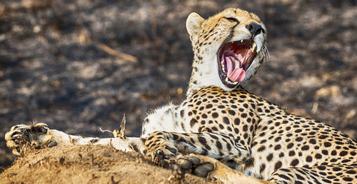 View of cat yawning