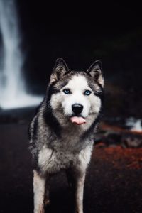 Close-up of dog standing outdoors