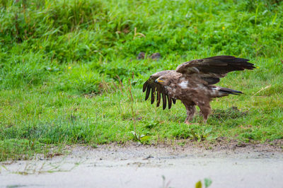 High angle view of a bird on field