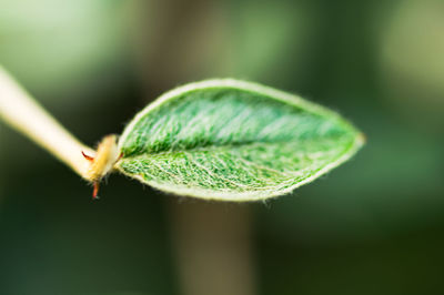 Close-up of green leaf