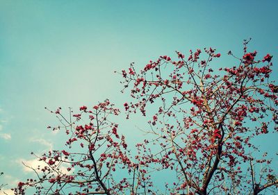 Low angle view of pink flowers against blue sky