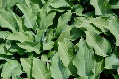 Full frame shot of leaves