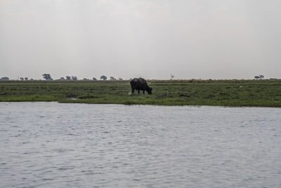 Horse in a field against the sky