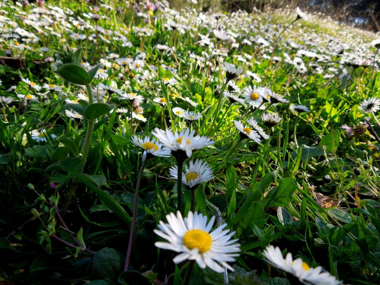 plant, flower, flowering plant, freshness, beauty in nature, growth, fragility, grass, nature, daisy, white, petal, garden, meadow, flower head, green, inflorescence, wildflower, no people, field, close-up, day, high angle view, lawn, land, leaf, plant part, outdoors, pollen, botany
