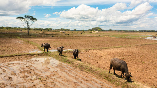 Buffaloes on farmland in rural areas in sri lanka. sri lanka.