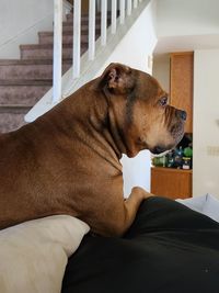 Side view of dog looking away