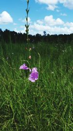 Pink flowers growing in field