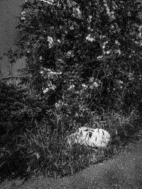 High angle view of a cat on a forest