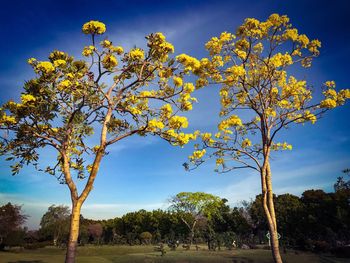 Low angle view of trees against blue sky