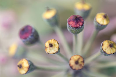 Close-up of leaves