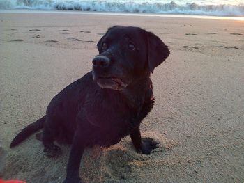 Black dog looking away