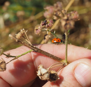 Close-up of hand holding small insect