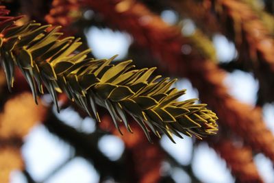 Close-up of fresh green leaves on plant