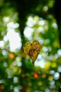 Close-up of butterfly pollinating flower