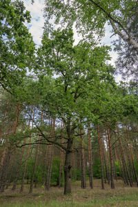 Low angle view of bamboo trees in forest