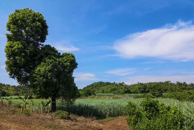 Trees on field against sky