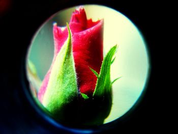 Close-up of red flower over black background