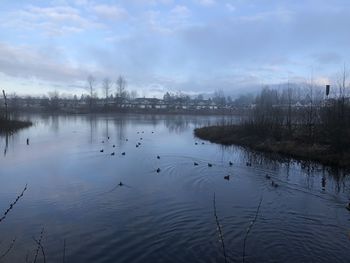 Birds in lake against sky