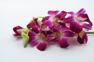 Close-up of pink flower over white background