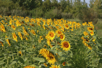 Close-up of yellow flowering plants on field